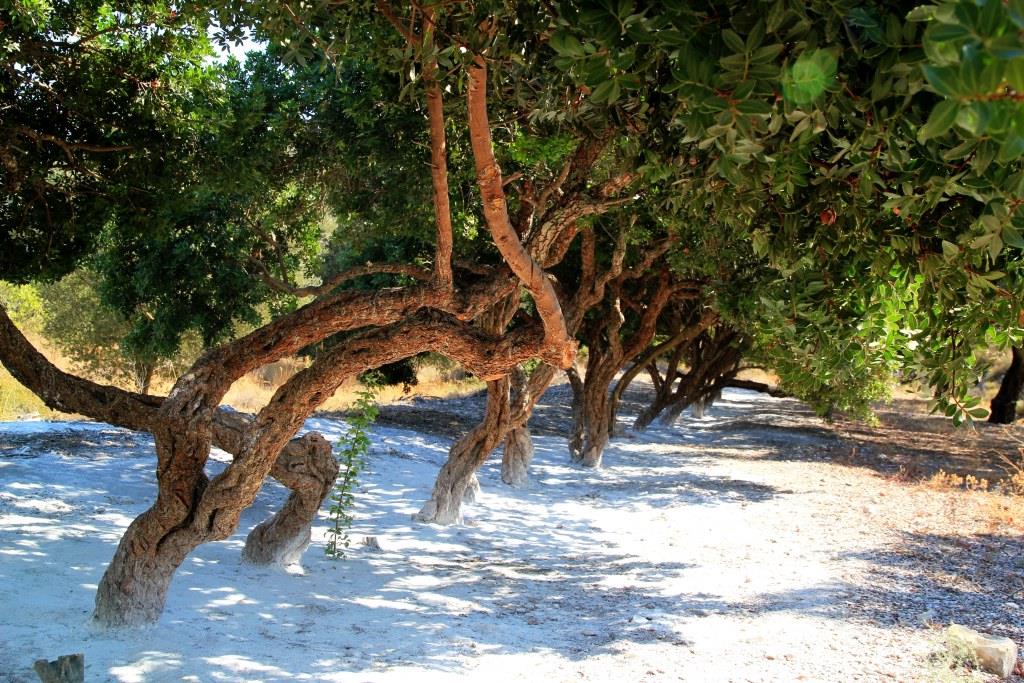 עץ אלת המסטיק באי כיוס ביוון